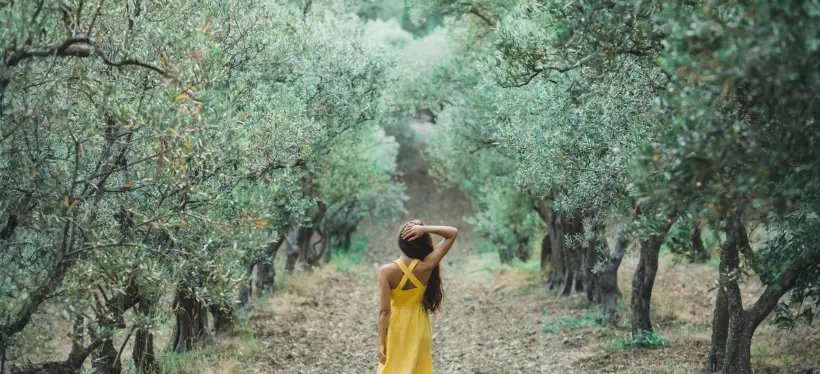 Olivenbäume auf Vulkanerde